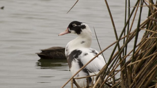 Ducks are among the animals threatened by the proposed highway extension.