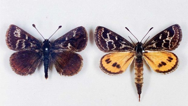 Male and female moths.