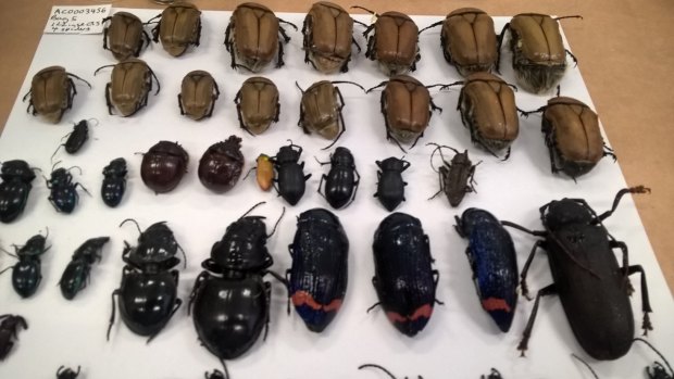 Some of the beetle species are protected under state law. 