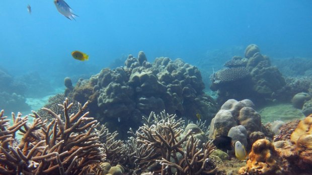 After mass bleaching in 1998, more than half of coral reefs in the Seychelles have slowly recovered.