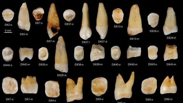 Human teeth found in the Fuyan Cave of Hunan province in southern China. 