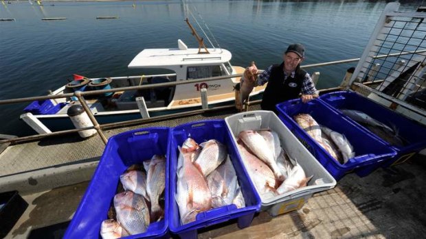 Commercial fisherman Dugga Beazley, 73, and his early-morning catch of snapper from Port Phillip Bay