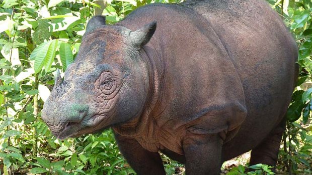Proud mother ... Ratu, who has given birth to a male Sumatran rhinoceros.