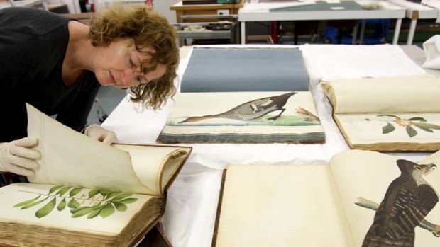 Well preserved ...  the State Library of NSW's curator of pictures, Louise Anemaat, examines the volumes of First Fleet-era illustrations of Australian flora and fauna.