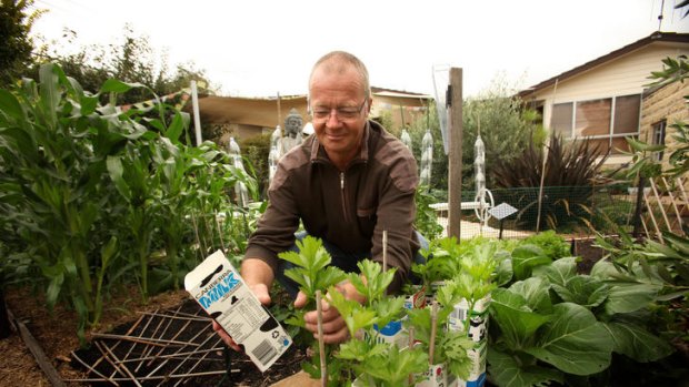 Nicholas Gerhard tending to celery growing through old 'Canberra Milk' cartons in his vegetable garden in Fisher.
