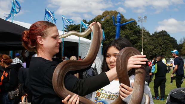 A girl enjoys getting up-close and personal with a snake at the Auburn Festival.