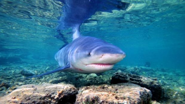 Bull sharks are found in tropical oceans and freshwater.