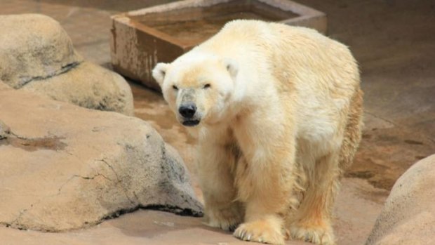 Wang, believed to be the only polar bear in Africa, has died. 