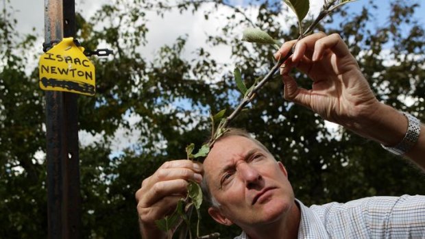 Revival &#8230; horticulturist Lester Snare with a graft, believed to have descended from Isaac Newton's original apple tree, at the Orange Agricultural Institute. ''We don't know what the fruit looks like yet.''