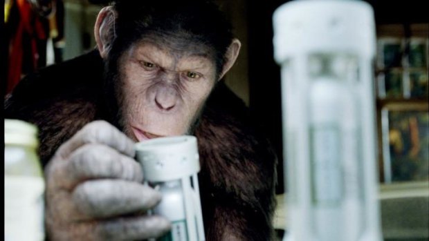 Caesar the intellect-enhanced chimp in <i>Rise of the Planet of the Apes</i>.