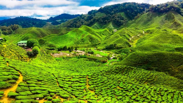 Bright green tea plantations of the Cameron Highlands.