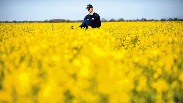 Andrew Weidemann amid some of the genetically modified canola on his Rupanyup farm. "It's really excelled to this point," he says of his controversial crop.