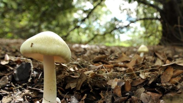 Death cap mushrooms killed two people in Canberra in January.