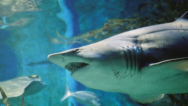 A Melbourne Aquarium insemination first offers hope for the future of our shark population.