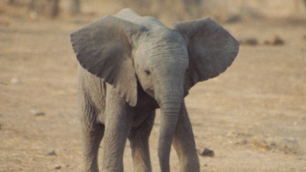 Vulnerable... baby elephants may not survive the flight.