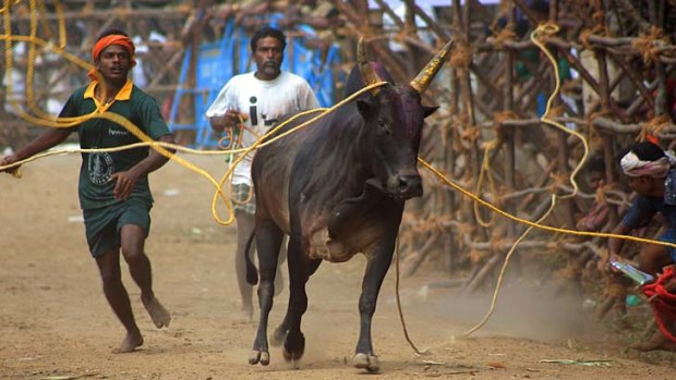 Indian residents try to control a bull during the Jallikkattu festival in a village near Madurai, in the south Indian state of Tamil Nadu.