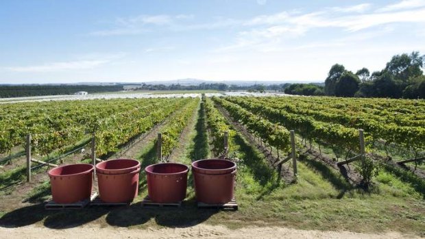 Brown Magpie Wines on harvest day.