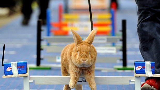 Rabbit hurdles ... no threat to the Melbourne Cup.
