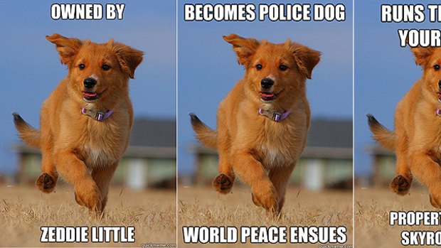 Ridiculously photogenic puppy ... the new web craze.