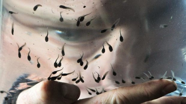 Tadpoles of the critically endangered spotted tree frog, which have been bred at Healesville Sanctuary and are to be released into a river in the Lake Eildon National Park.