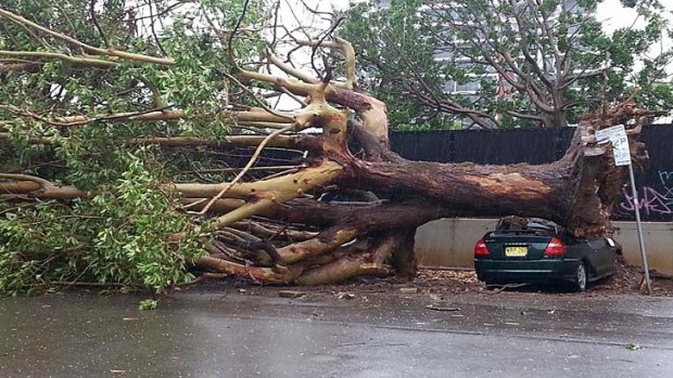 Tree collapse: a car was destroyed on Station Street.