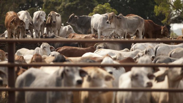 Live cattle exports may resume to Iran and Bahrain.