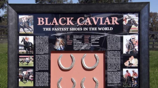 Good cause ... fancy getting the racing plates from Black Caviar's hooves? Then get to the Linga Longa Hotel at Gundy in the Hunter Valley on Sunday for a charity auction.