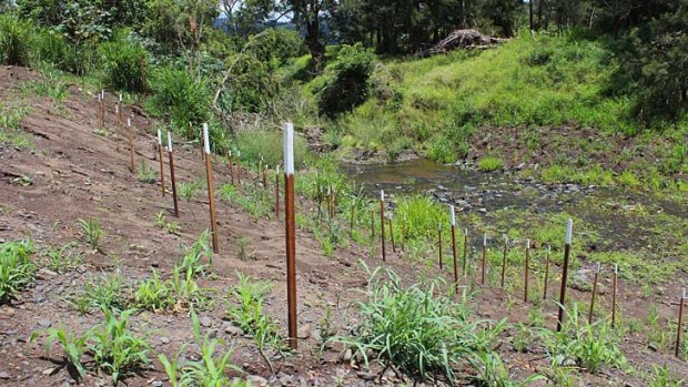 Revegetation underway at Laidley Creek in order to stop bank and farm erosion.