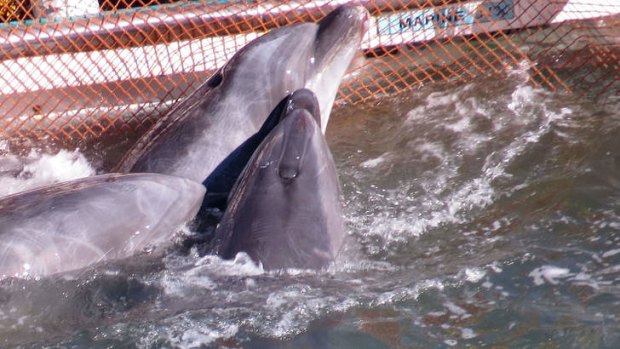 Bottlenose dolphins huddle together at a net  as they are taken captive after a superpod of the mammals was driven into a cove in the Japanese town of Taiji for slaughter or capture.