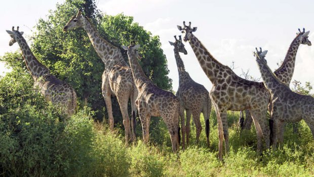 Giraffe roam at Chobe.