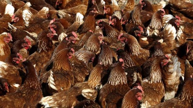 Valuable: Chicken prices are rising.