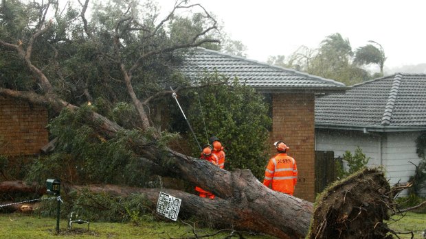 SES workers remove a fallen tree from a house at Raymond Terrace on Tuesday.