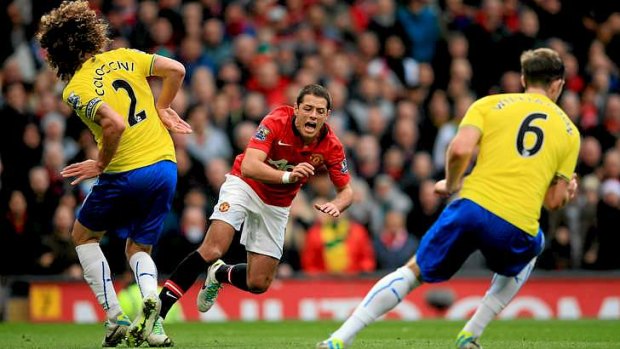 Stumbling: Javier Hernandez of Manchester United goes to ground in the penalty area after contact with Fabrizio Coloccini of Newcastle.