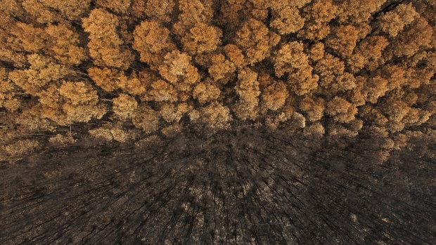 The award-winning image was taken with a remote-controlled helicam and depicts the aftermath of a raging bushfire