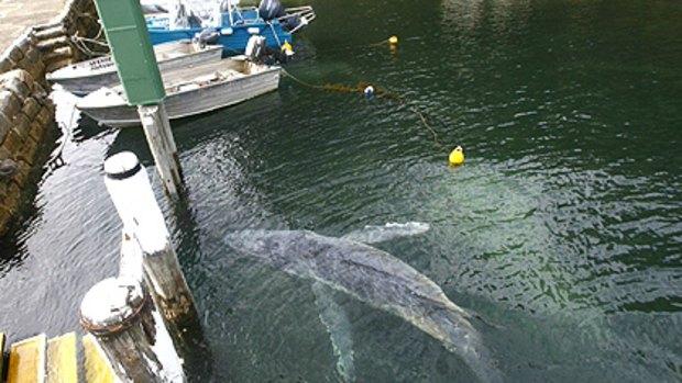 Abandoned whale ... the motherless humpback passes under a wharf.