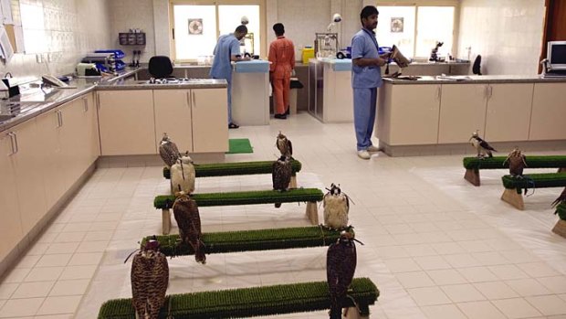 A less than conventional attraction ... the Falcon Hospital, Abu Dhabi.