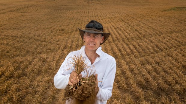 Brad Martin in a scorched and dead oats crop at Galaquil East grown by his family. 