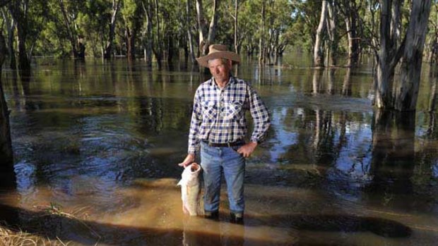 Russell Pell with a dead cod, one of many in the Goulburn River near Wyuna.