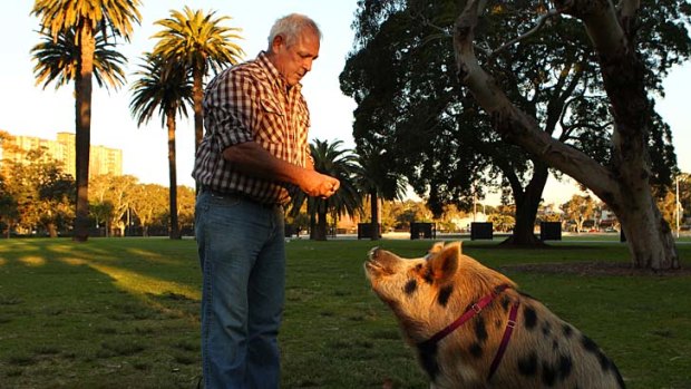 Just a walk in the park: James the city pig out and about in Redfern.