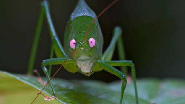 A newly discovered katydid in Papua New Guinea.