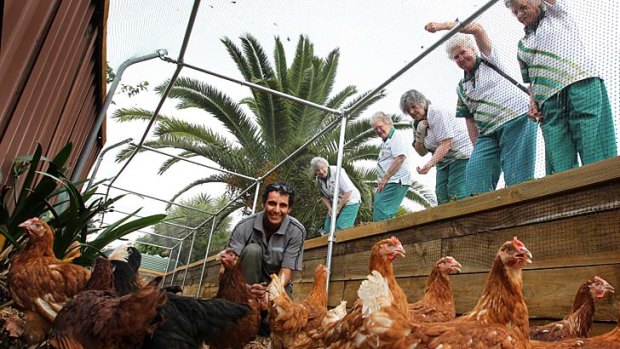 Beak hour ... food scraps are fed to chickens at the carbon-neutral Oak Flats bowling club.