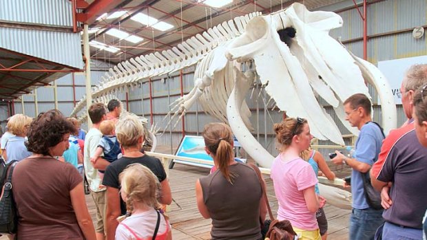Whale tales ... a skeleton displayed at Whale World, Albany.