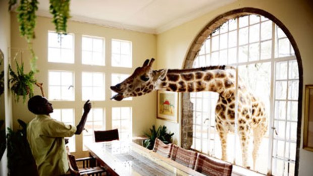 A visitor at Giraffe Manor in the Ngong Hills near Nairobi.
