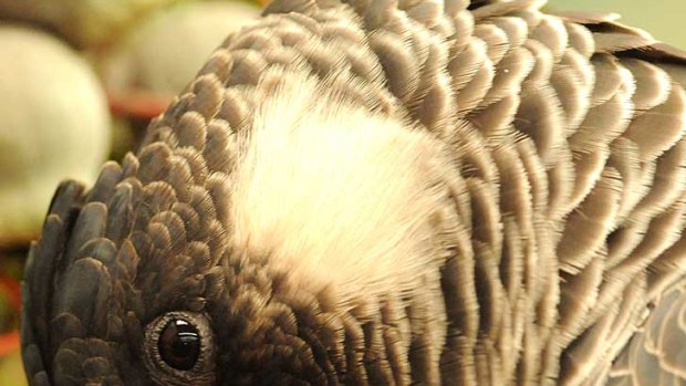 Carnaby's Cockatoo - the already endangered bird has become even more so, with numbers plummeting nearly 40 per cent in the last year.