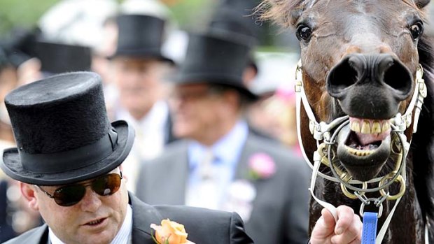 In royal company ... leading national trainer Peter Moody with Black Caviar at Ascot in June.