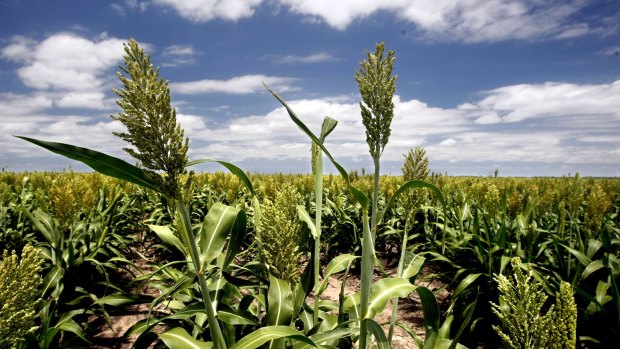 Manufacturers and distributors of white sorghum products are witnessing a steady increase in demand for white sorghum products.