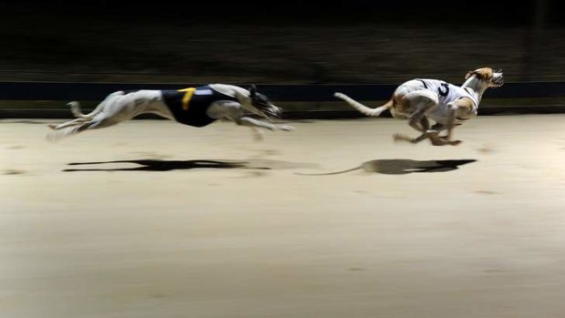 Running for their lives: Hundreds of unsuccessful but healthy greyhounds are killed each year.