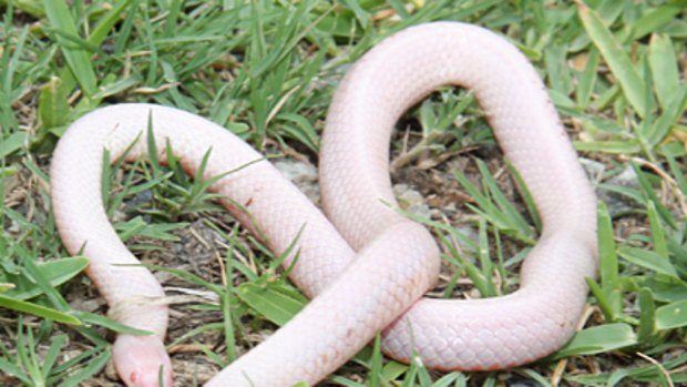 The albino snake discovered on the Gold Coast by a tradesman last week.