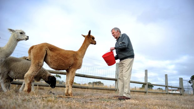 Resident Grant Harvey with alpacas at Werruna dementia facility.