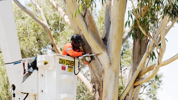 A contractor removing trees at Sydney Park to make way for the WestConnex motorway.